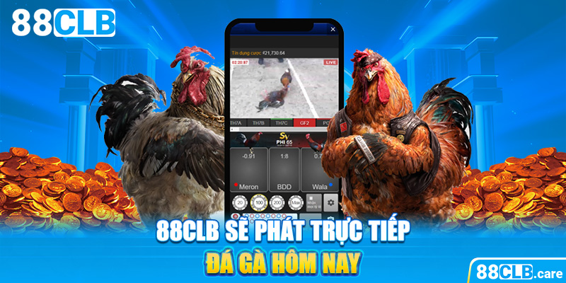 88CLB sẽ phát trực tiếp đá gà hôm nay